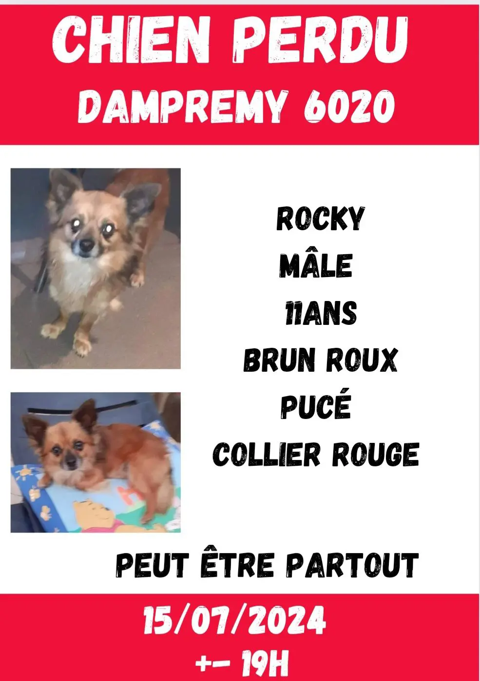 chien lost    Charleroi Rocky