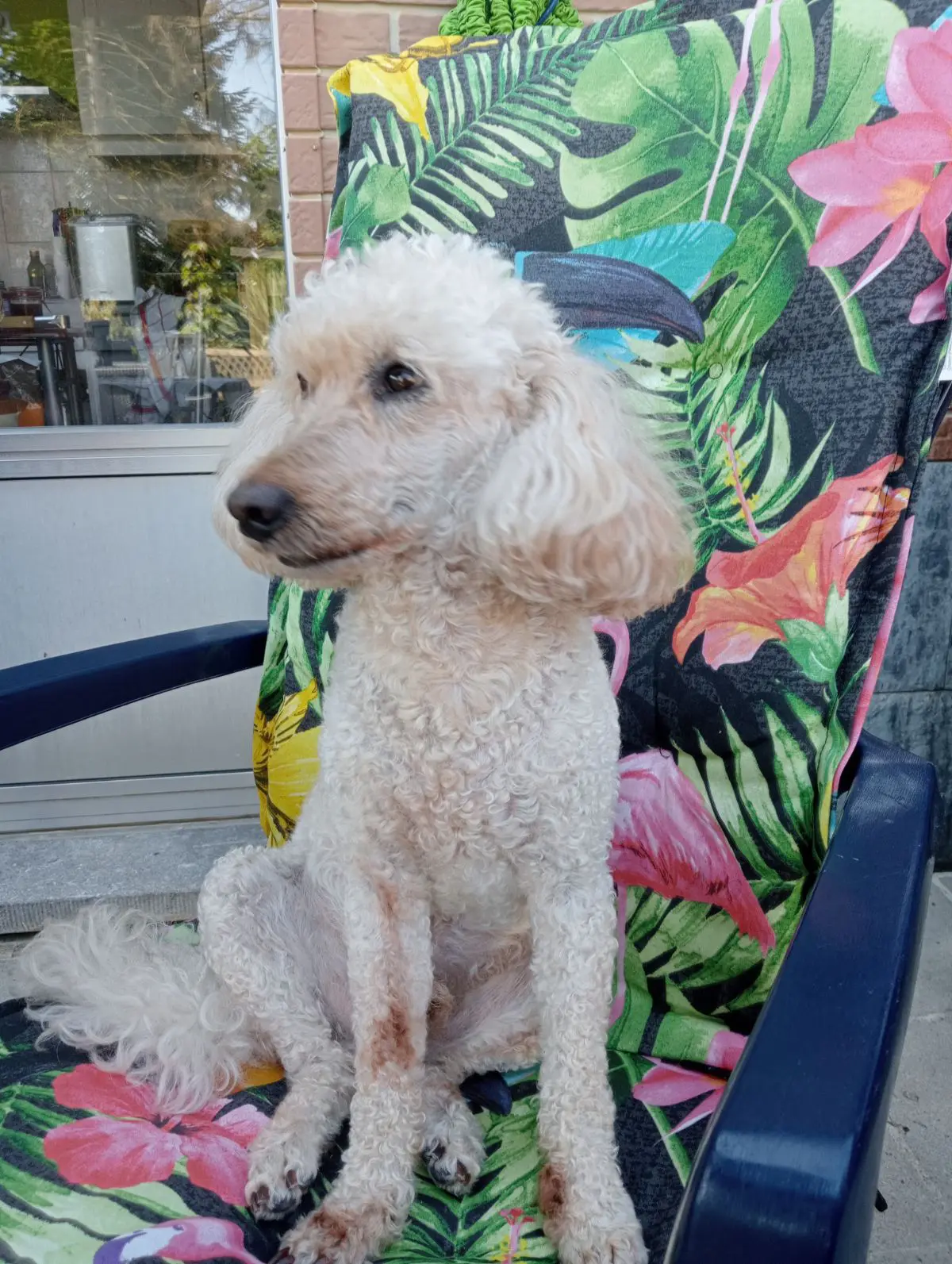 chien lost  Place des Combattants 6030 Charleroi Spirou