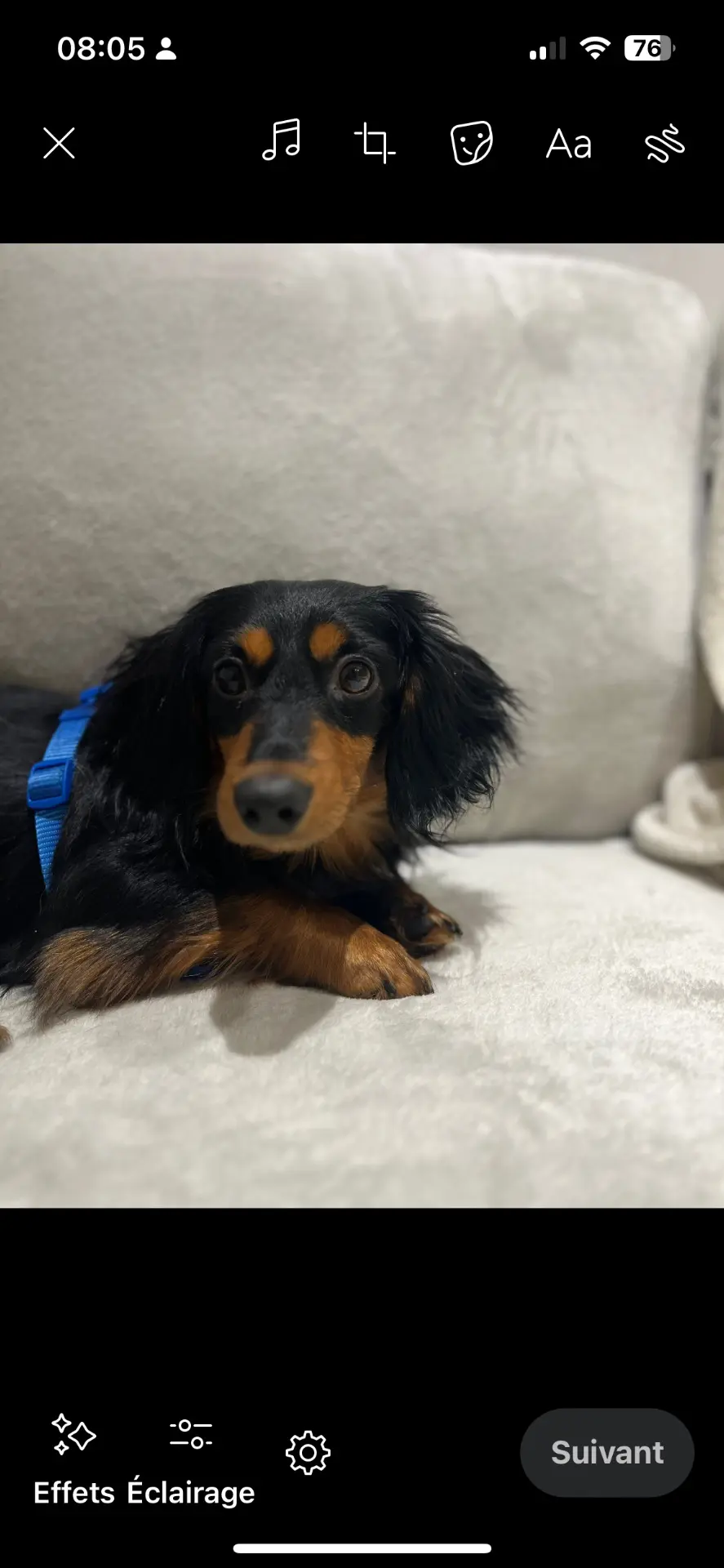 chien lost   6200 Châtelet Hugo