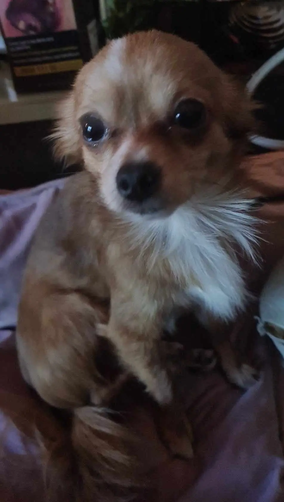 chien lost   6200 Châtelet Johnson