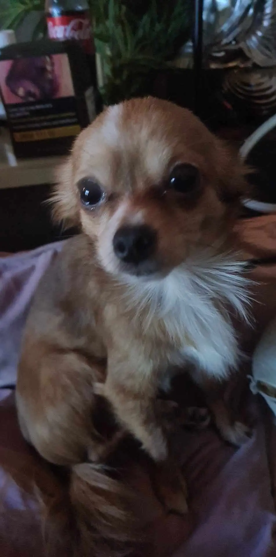 chien lost   6200 Châtelet Johnsons