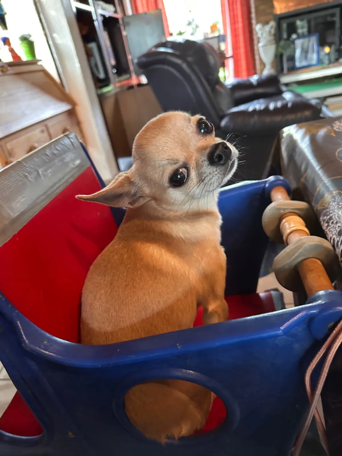 chien lost   6210 Frasnes-lez-Gosselies Pollito