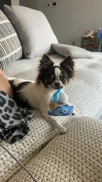 chien lost   6180 Courcelles Pongo