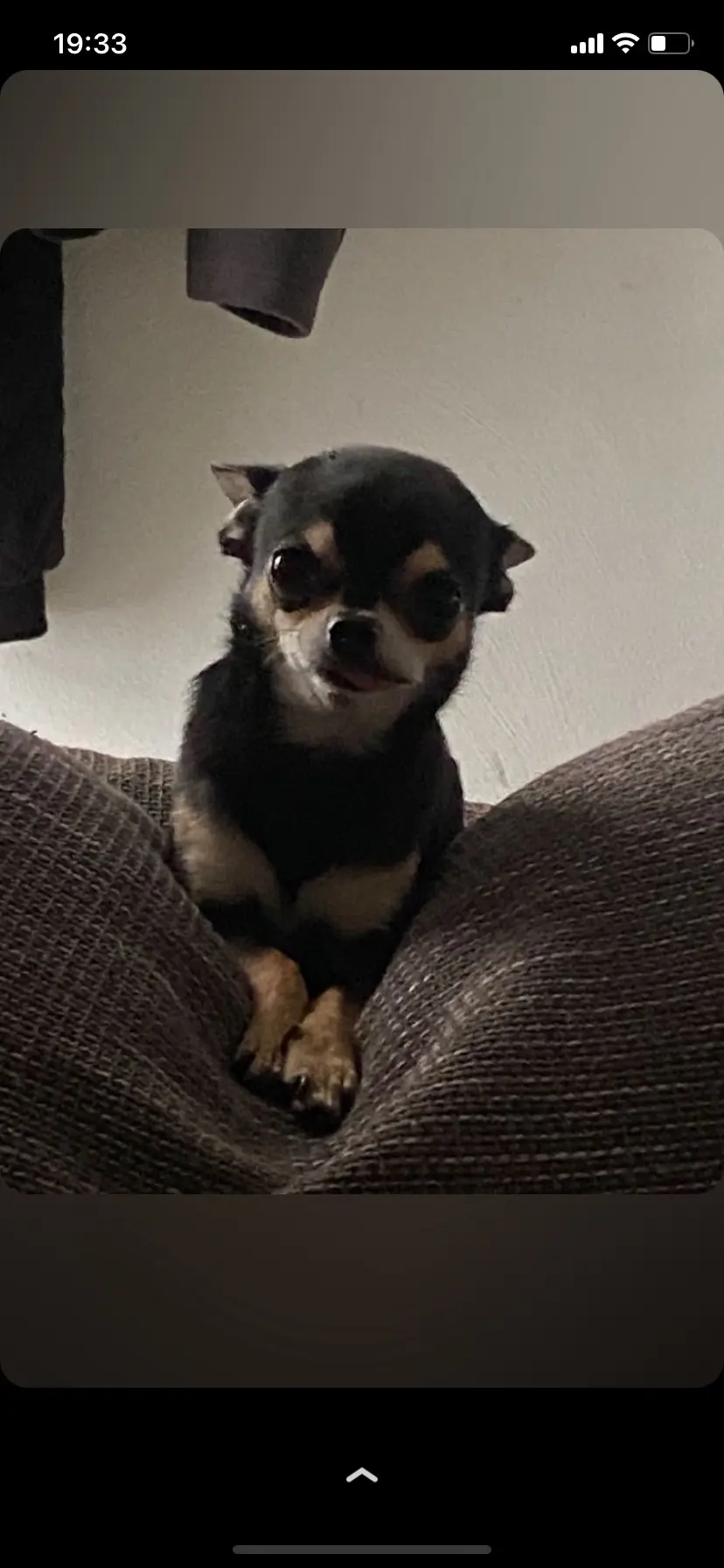 chien lost   6200 Châtelineau Soy