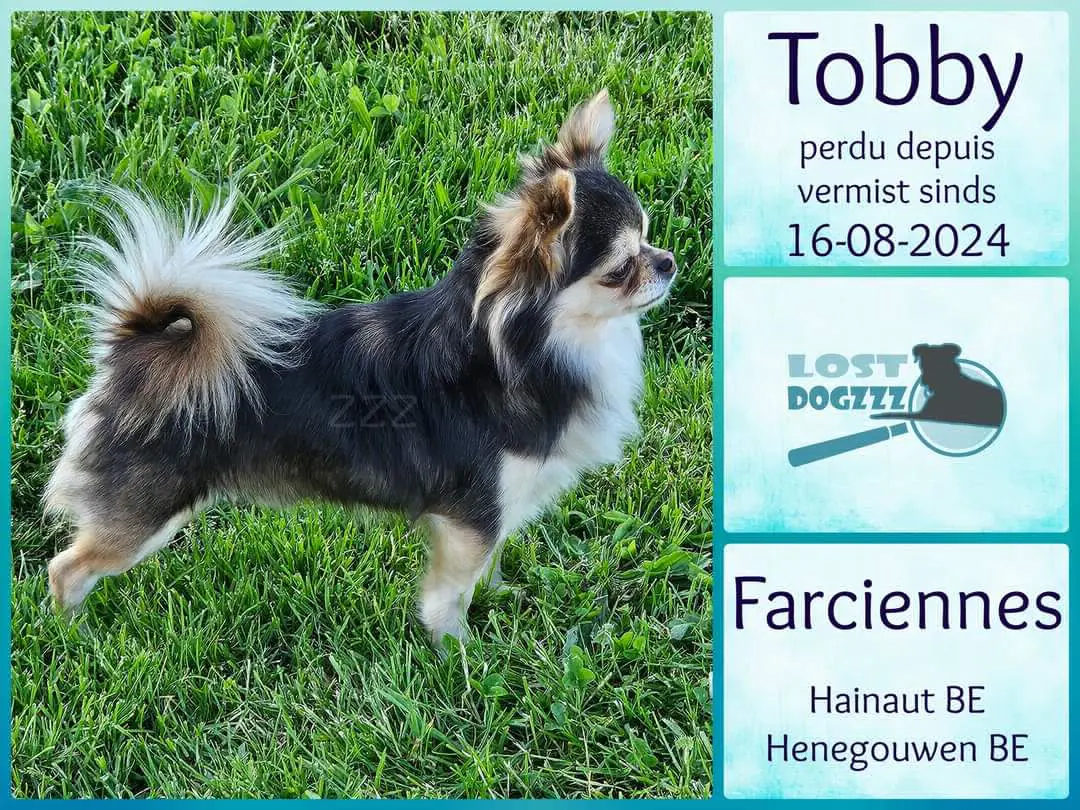 chien lost   6240  Tobby