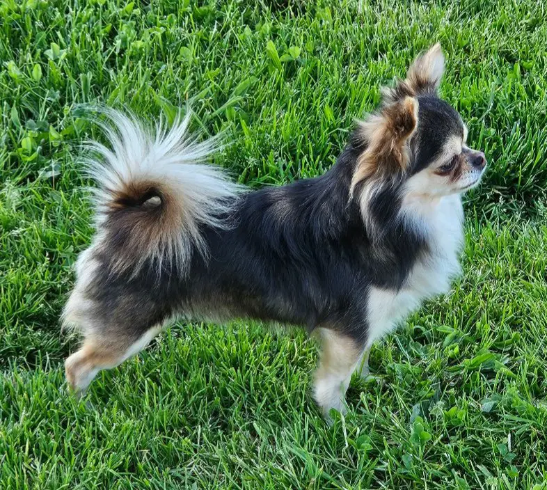 chien lost   6240  Tobby
