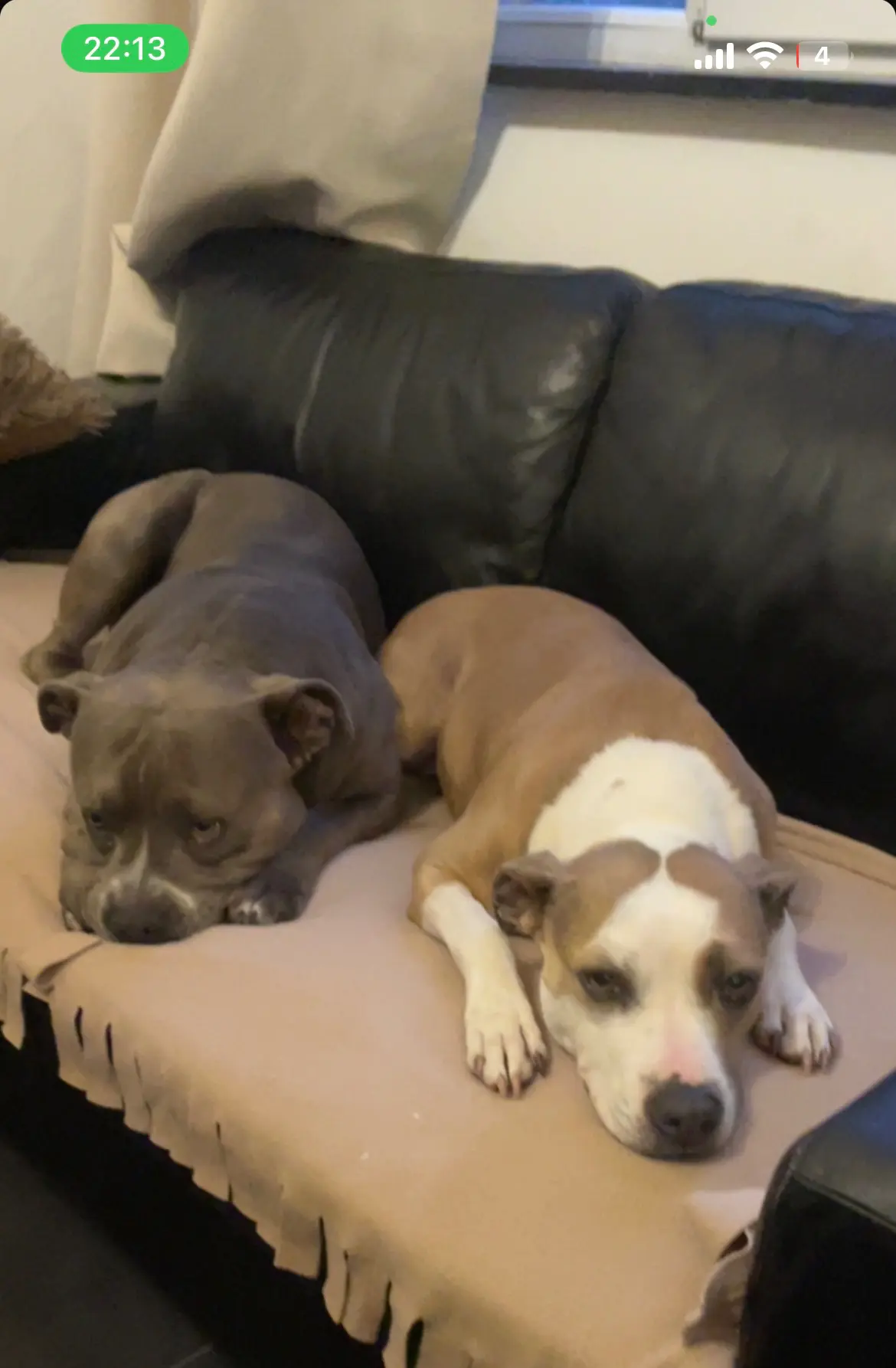 chien lost   7100 La Louvière Freeman keyna