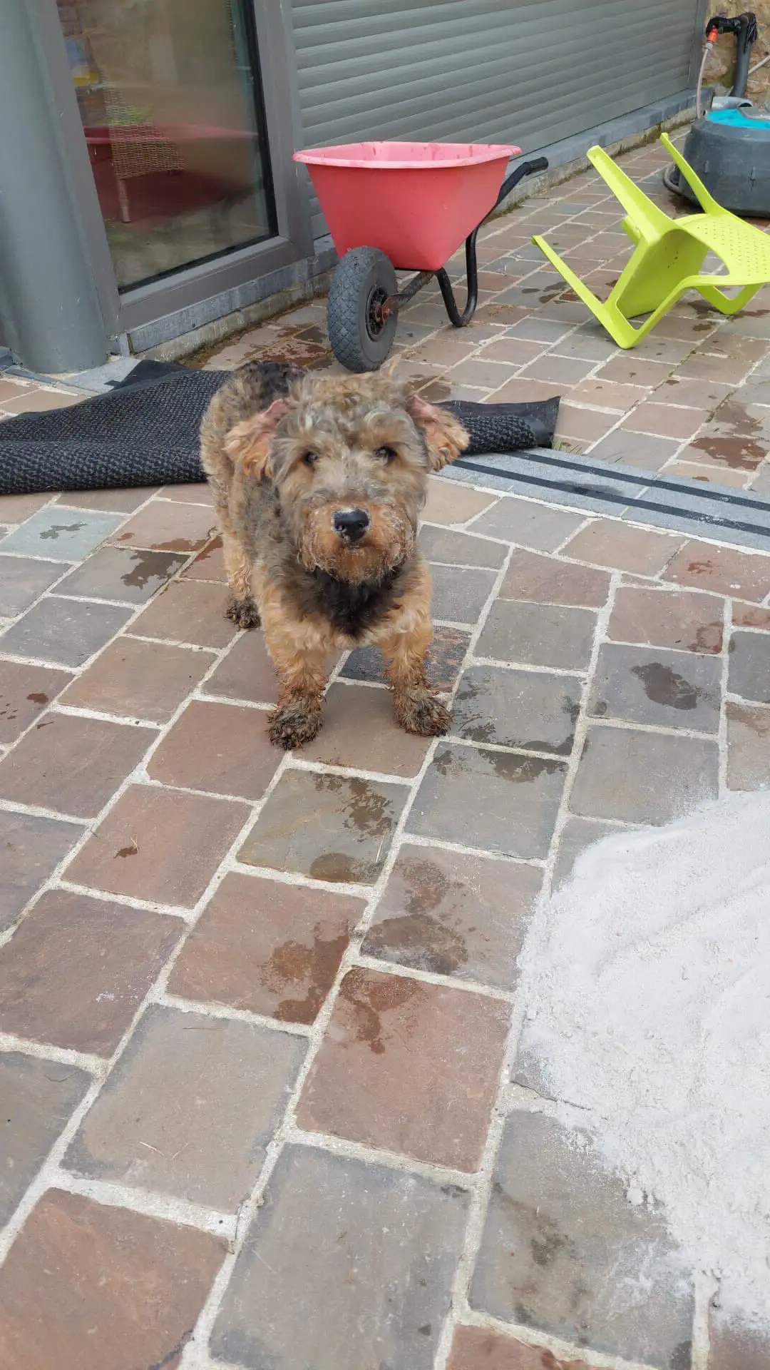 chien lost    Binche Hubert