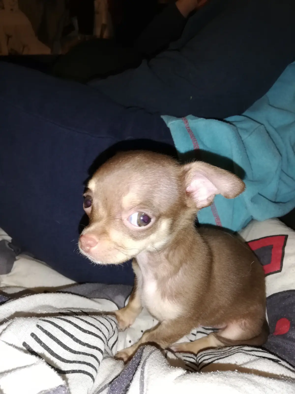 chien lost   7100 La Louvière Kenzo