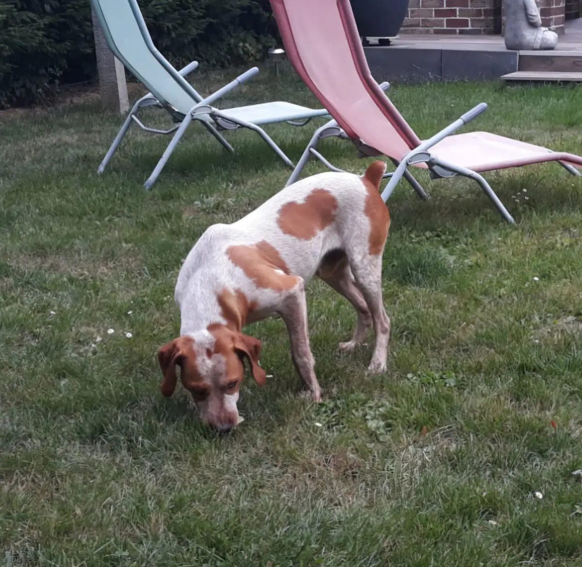 chien lost   7100 La Louvière Nino