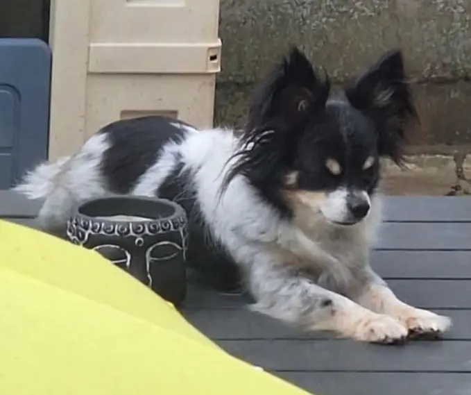chien lost   7134 Binche Némo