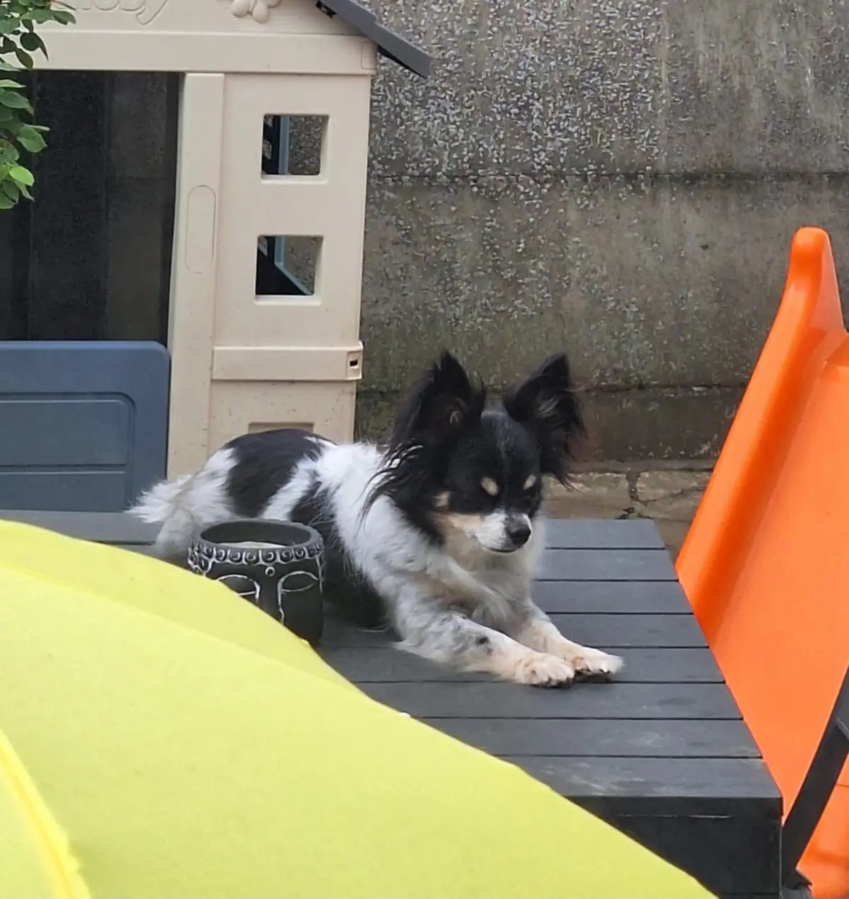 chien lost    Binche Némo