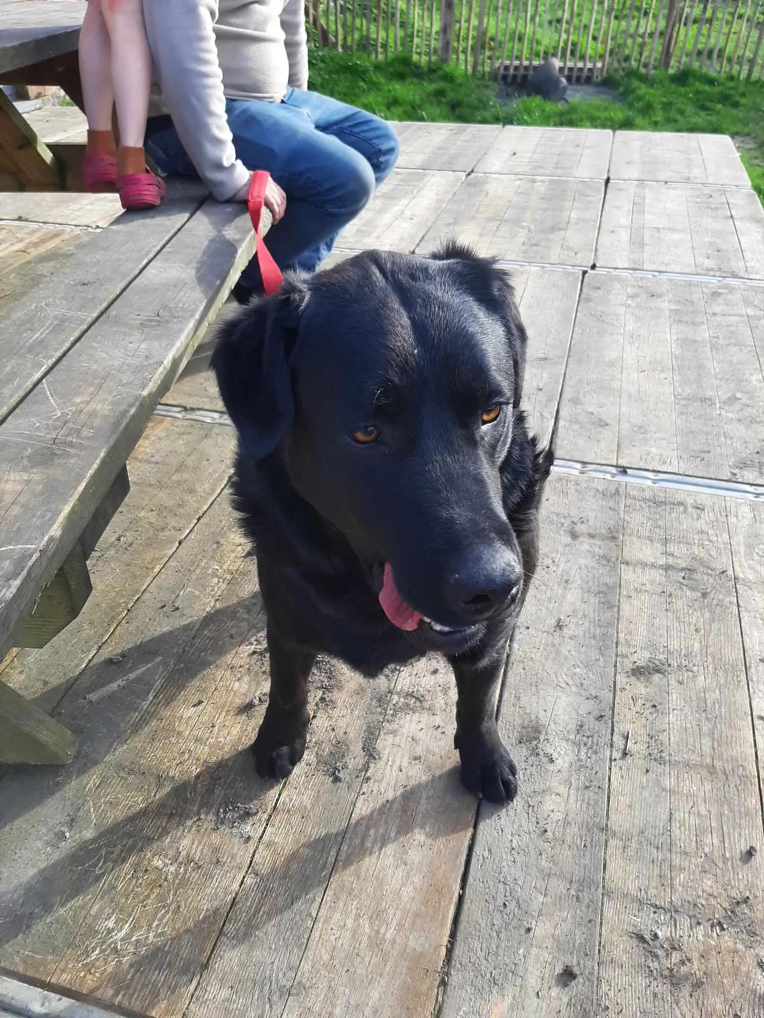chien lost   7120  Olaf