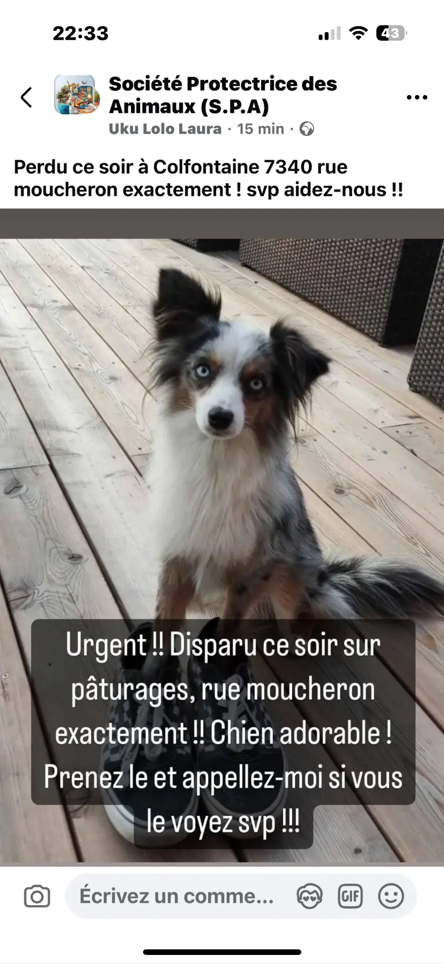chien lost   7340 Colfontaine Archie
