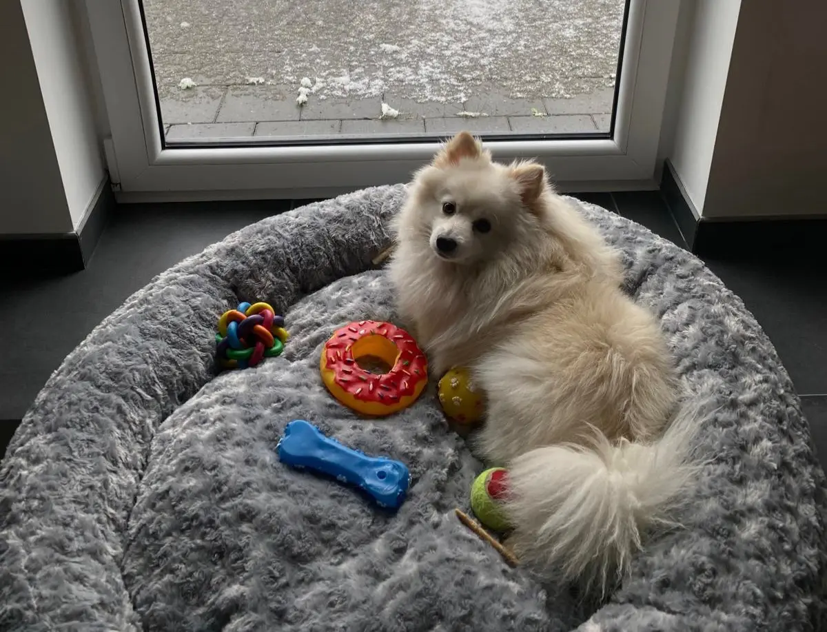 chien lost   7334 Hautrage Fidji