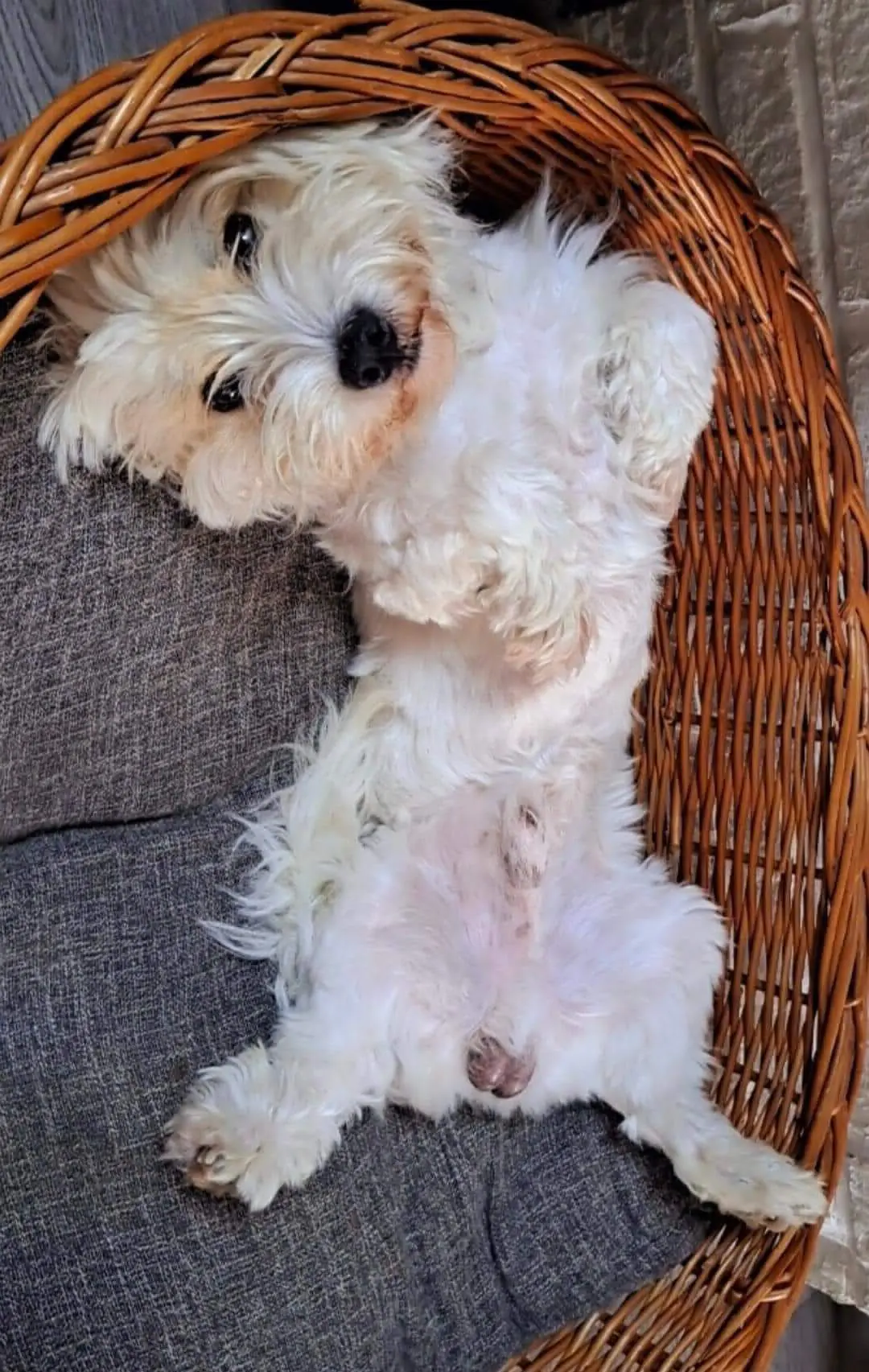 chien lost   7333 Tertre Sami