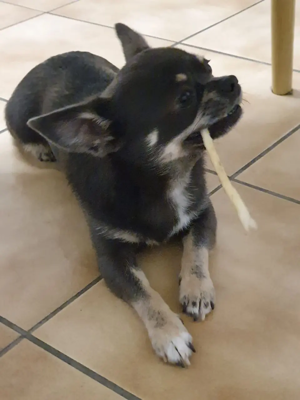 chien lost   7390 Quaregnon Zarko