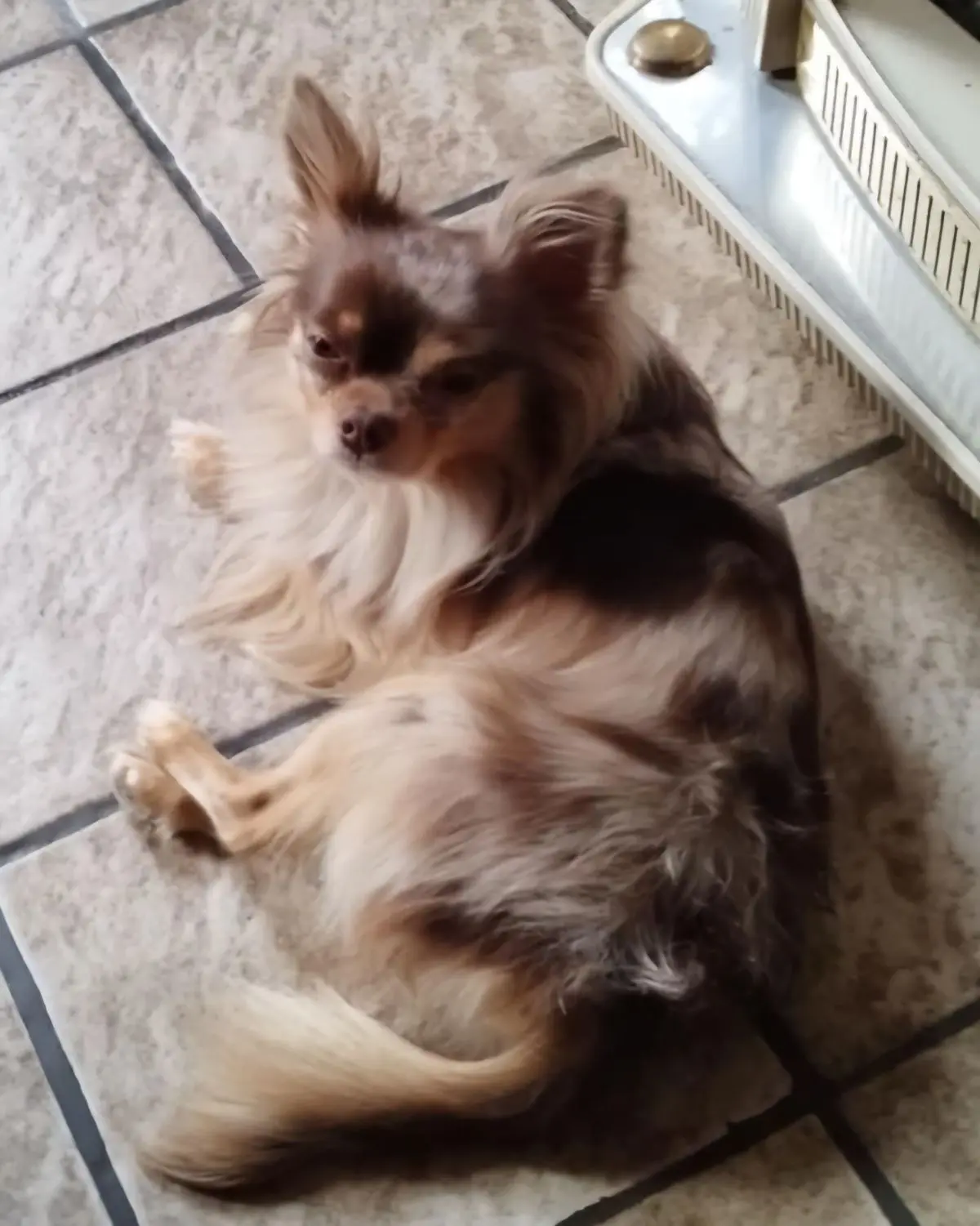 chien lost   7062 Naast Charly