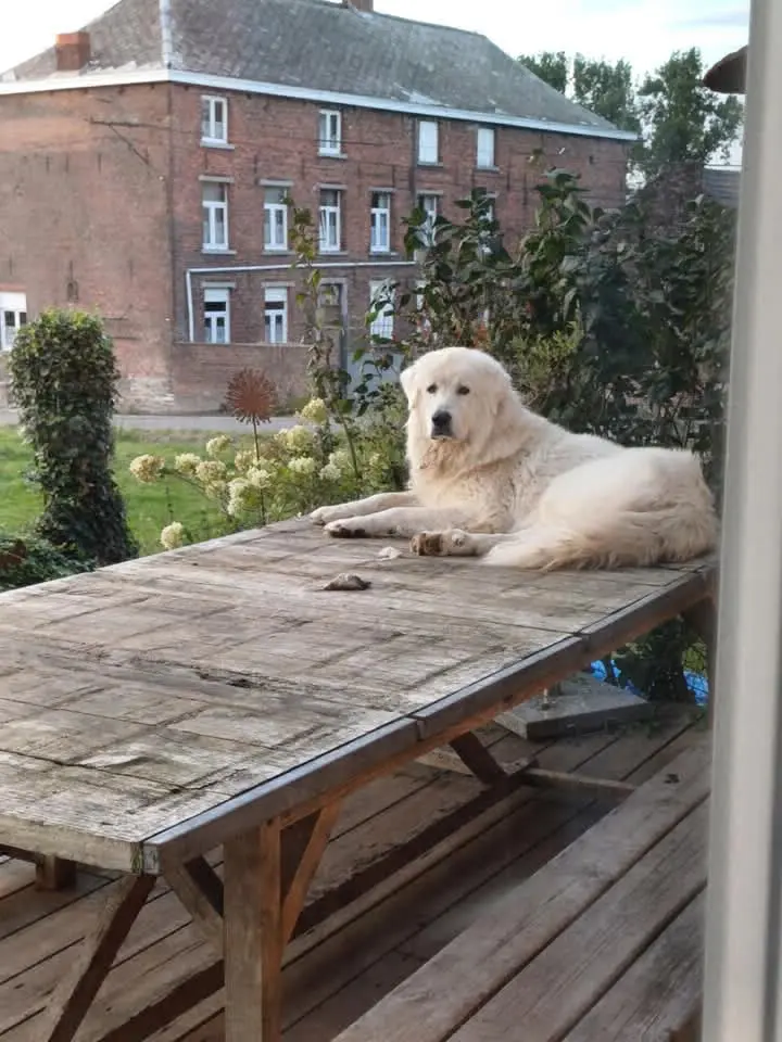 chien lost   7063 Chaussée-Notre-Dame-Louvignies Ernest