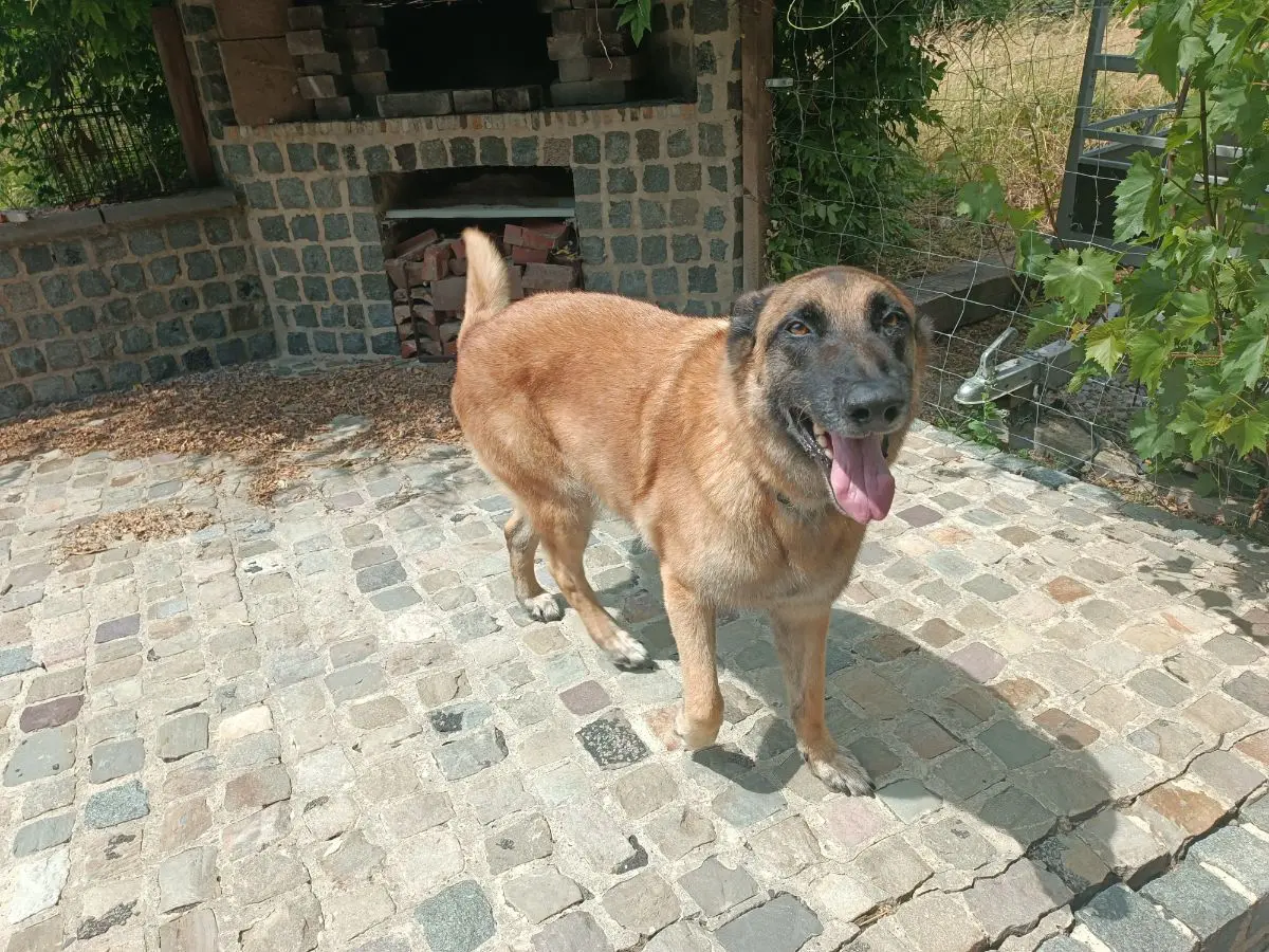 chien lost   6470 Sautin Néo