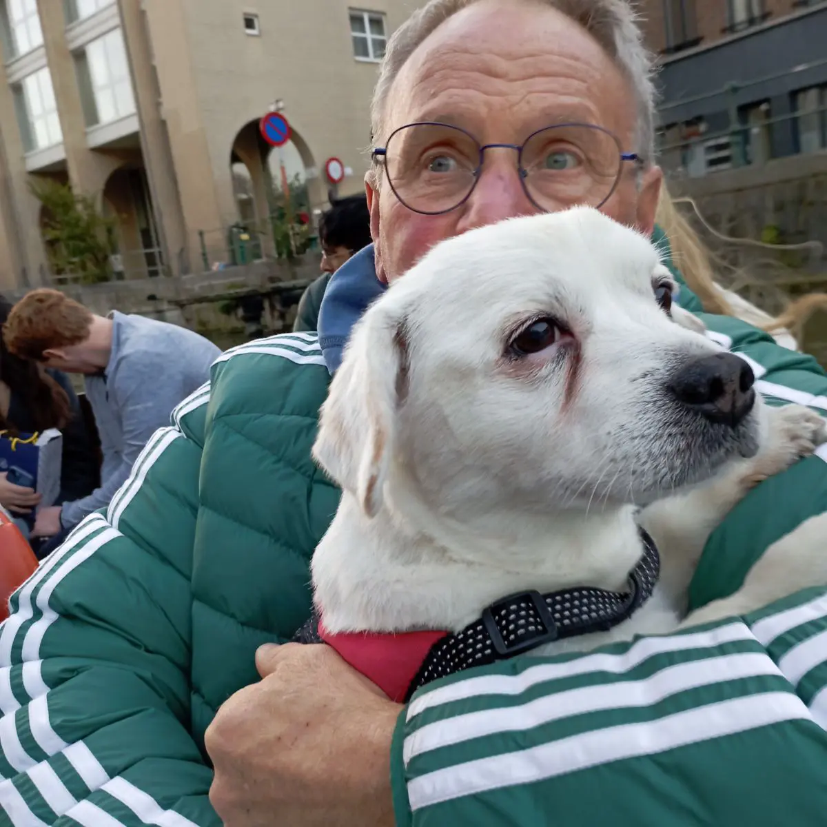 chien lost     Gribouille