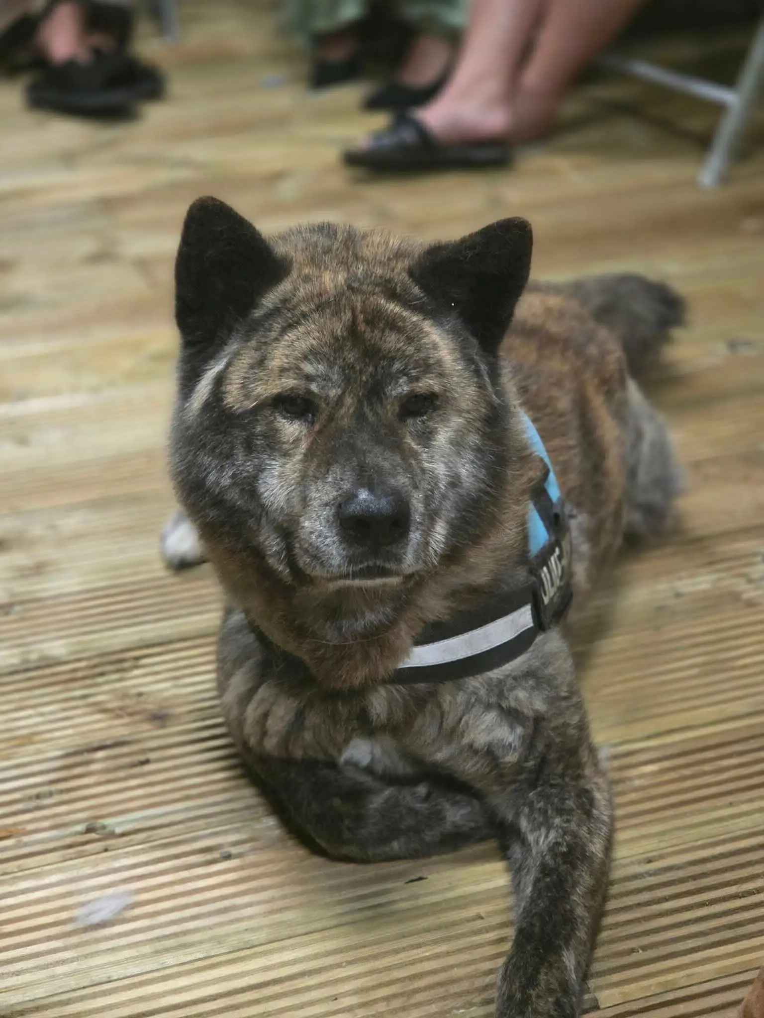 chien lost   7601 Roucourt Kiochi