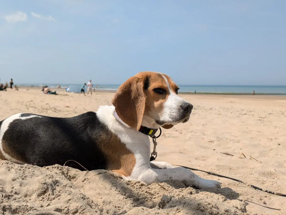 chien lost   7641 Bruyelle Mirko