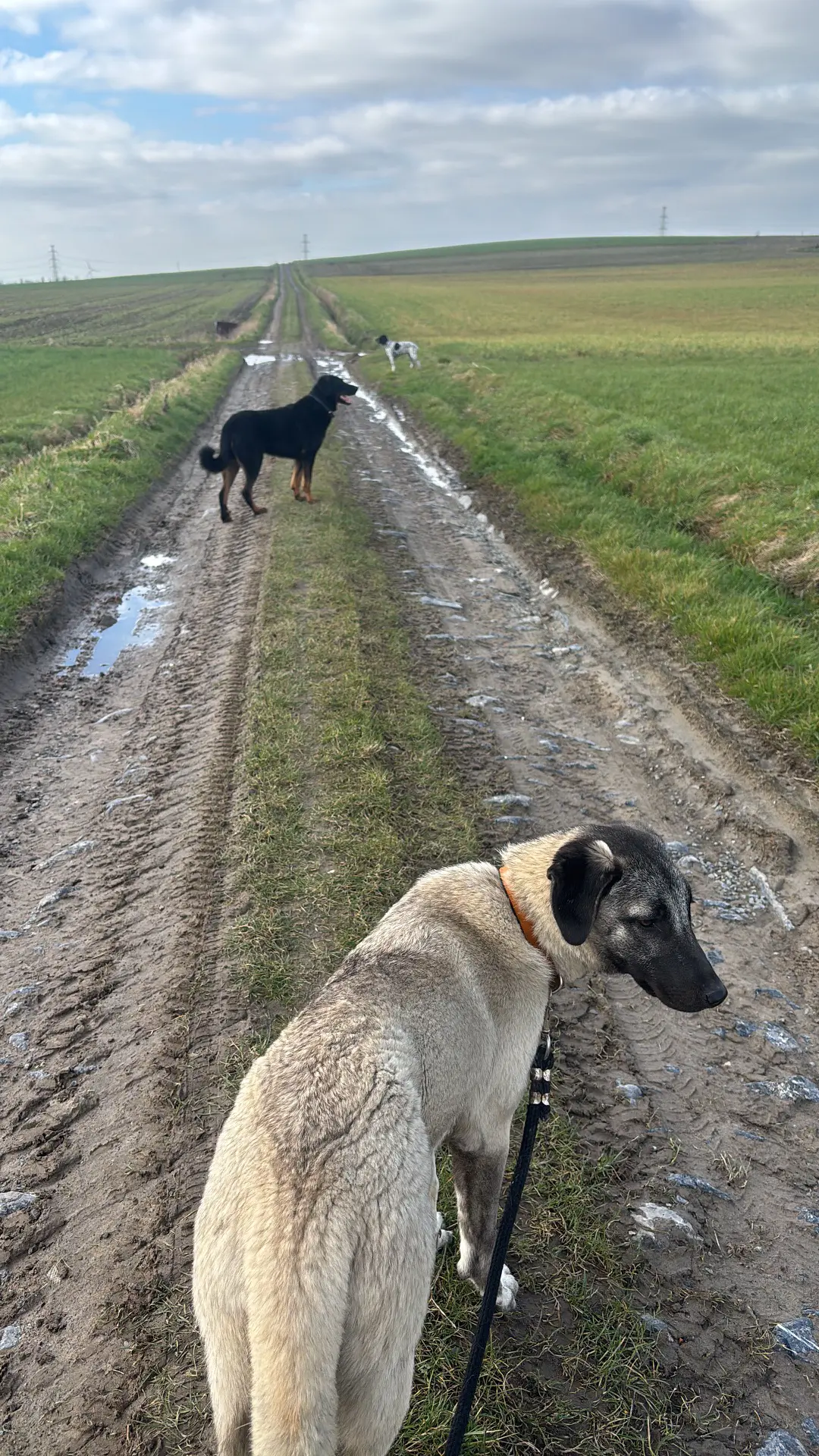 chien lost    Hérinnes Roc et viper