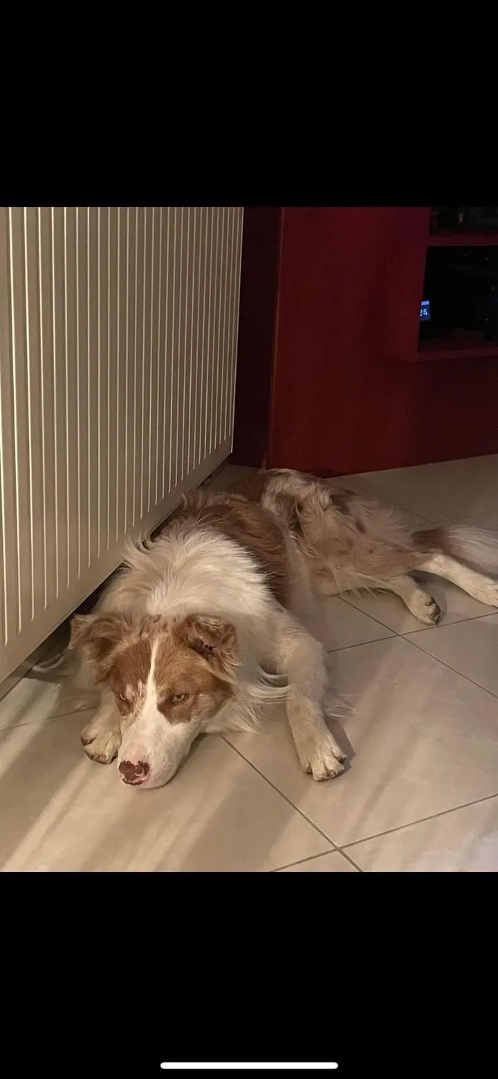 chien lost   4163 Limont Floki
