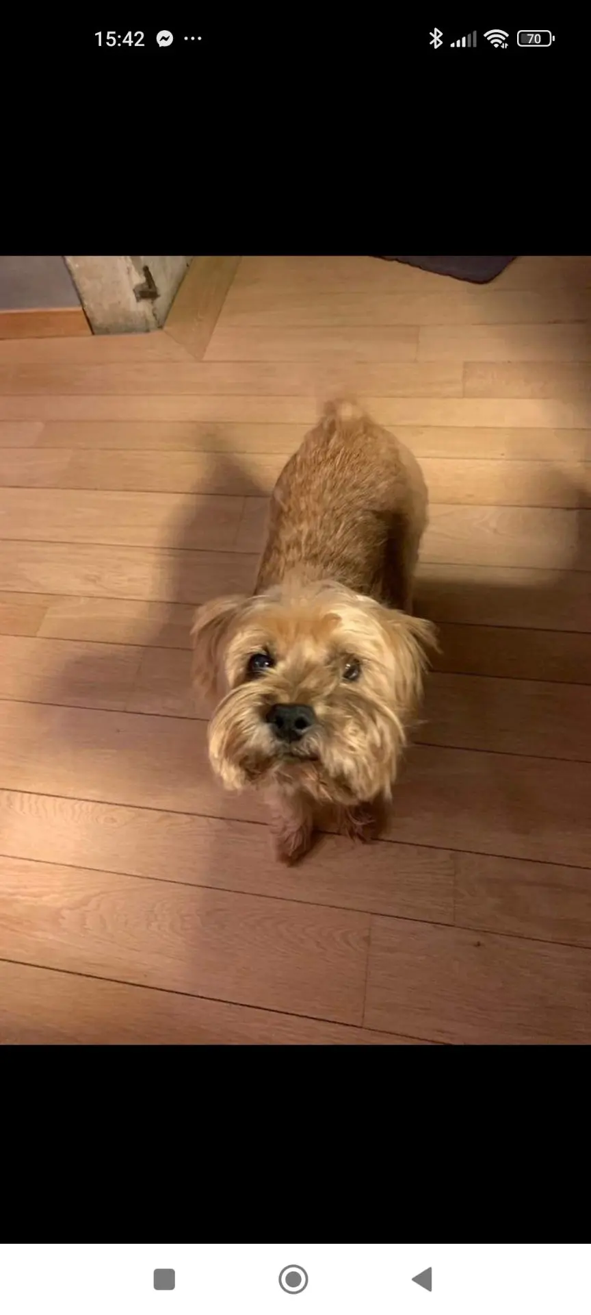 chien lost   4550  Marcus