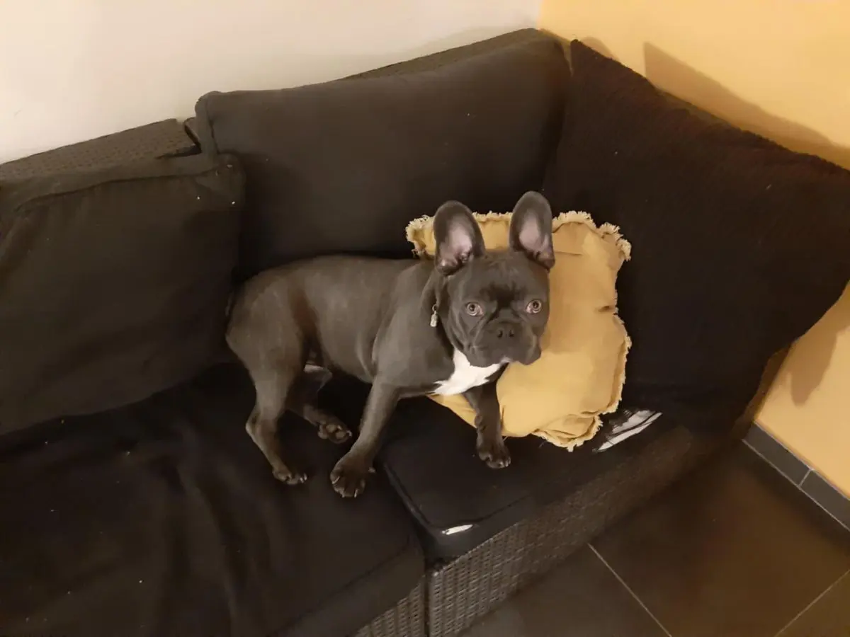 chien lost   4000 Glain Stitch