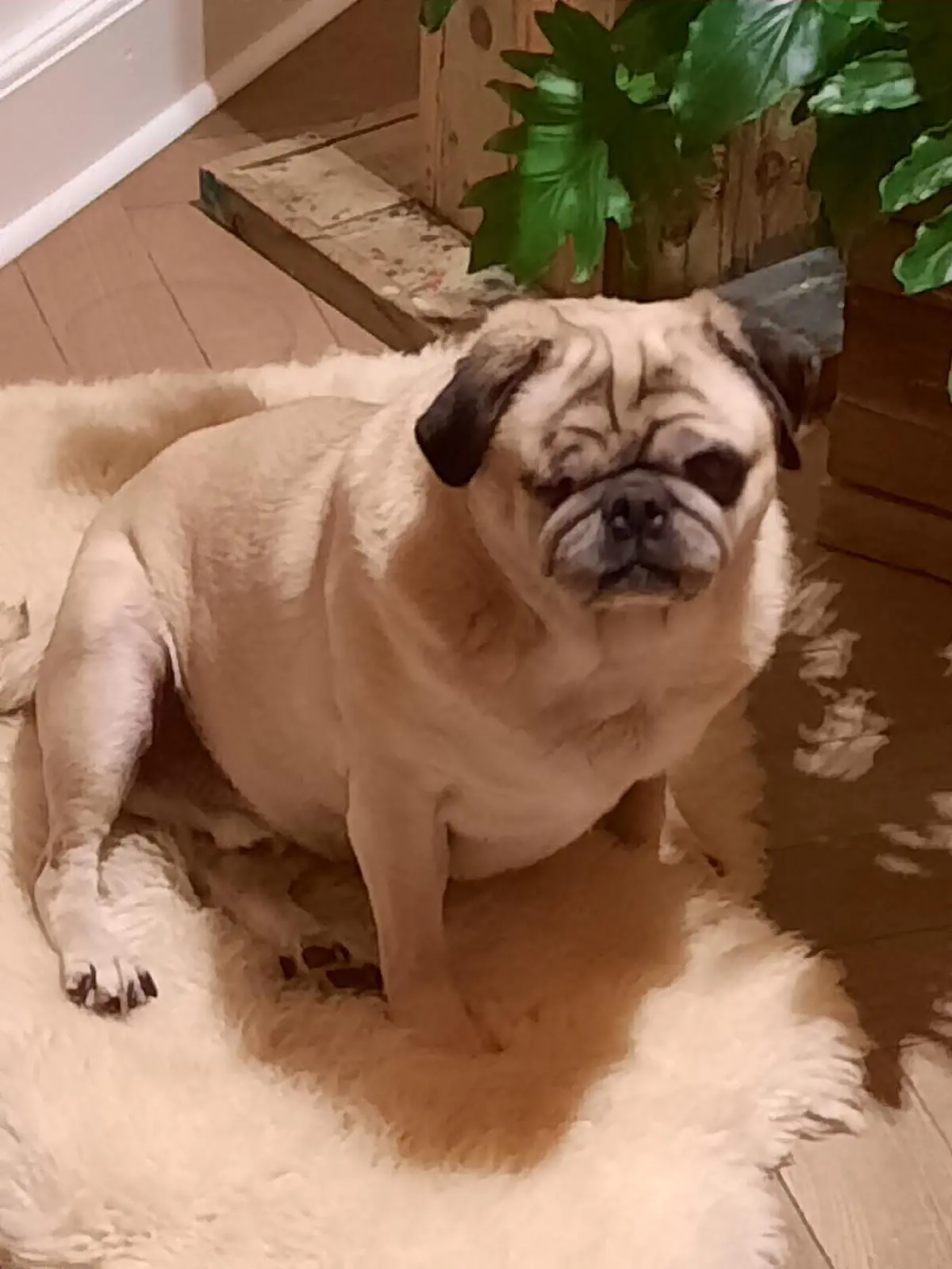 chien lost   4630 Ayeneux Popeye