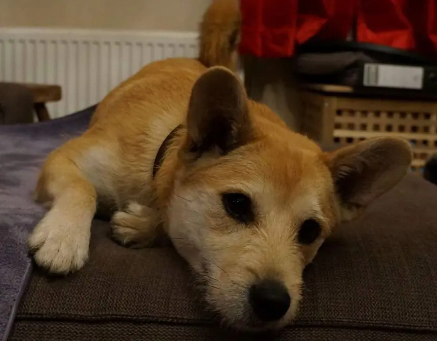 chien lost   4050 Vaux-sous-Chèvremont Shiba
