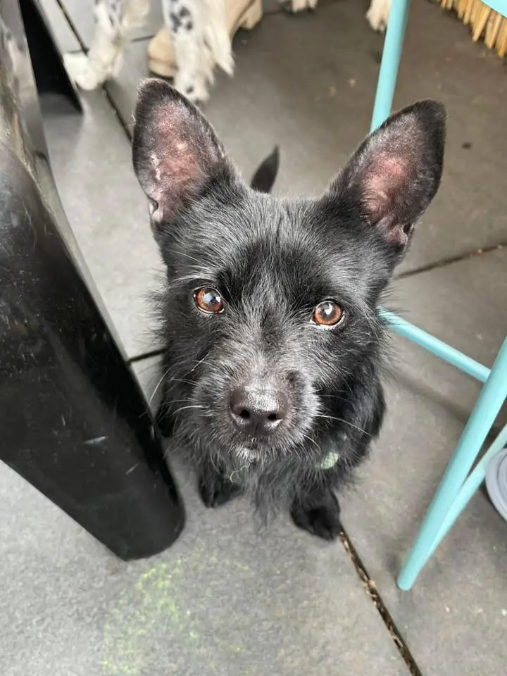 chien lost    Comblain-au-Pont Stitch