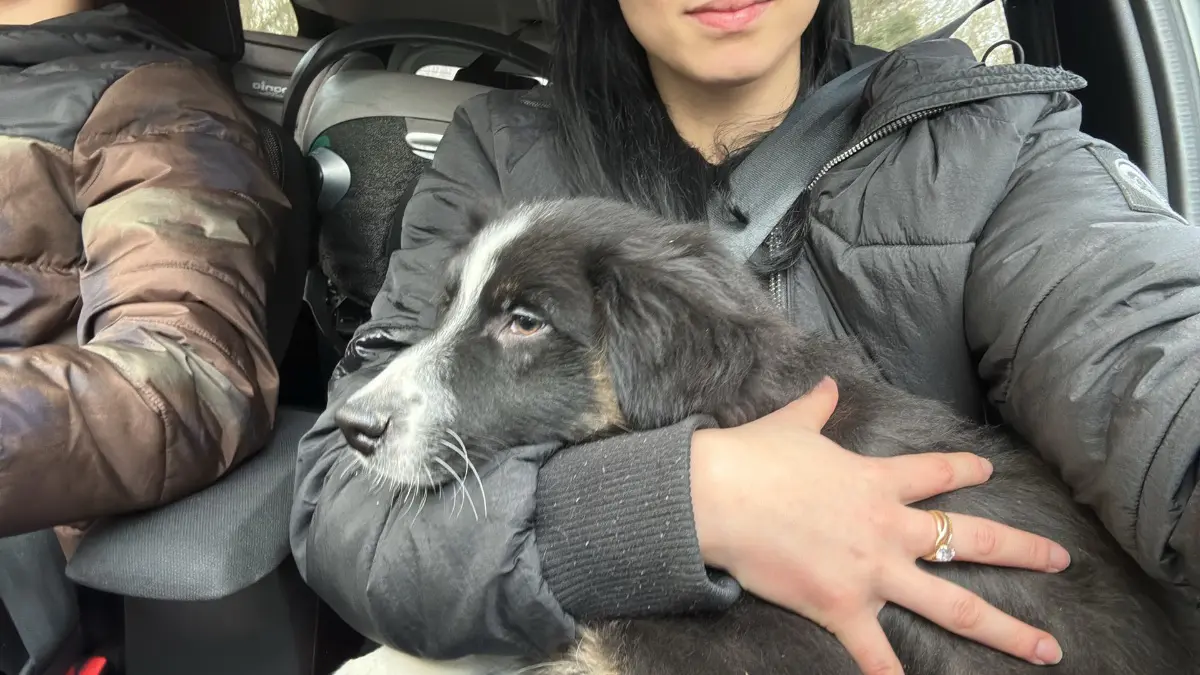 chien lost   4100 Seraing Tommy