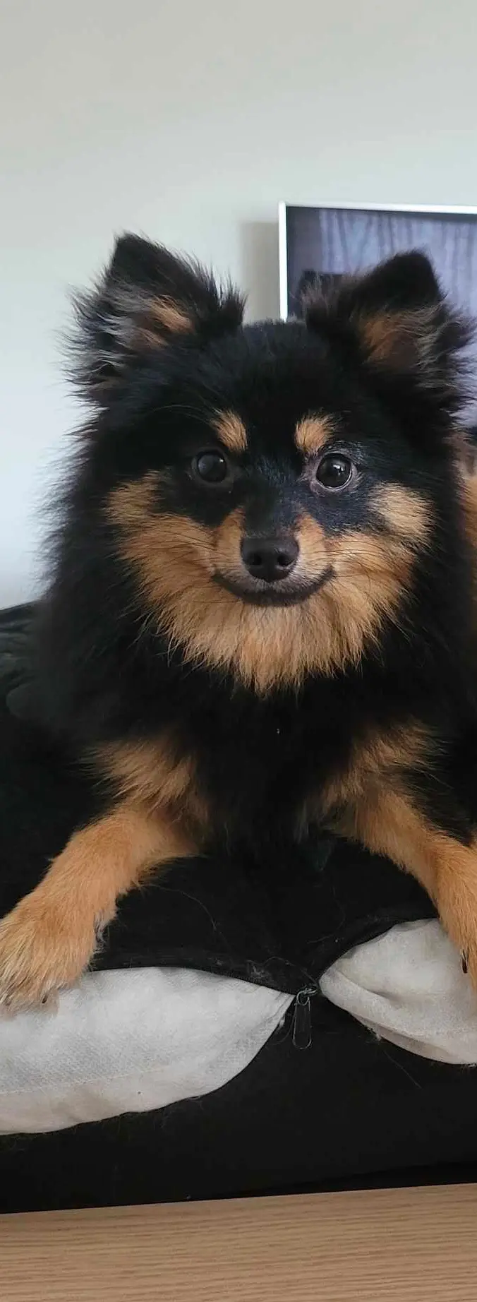 chien lost    Dison Black