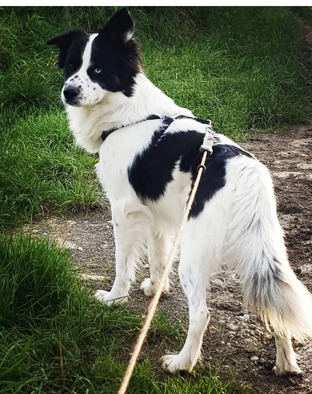 chien lost   4880 Aubel Jeff