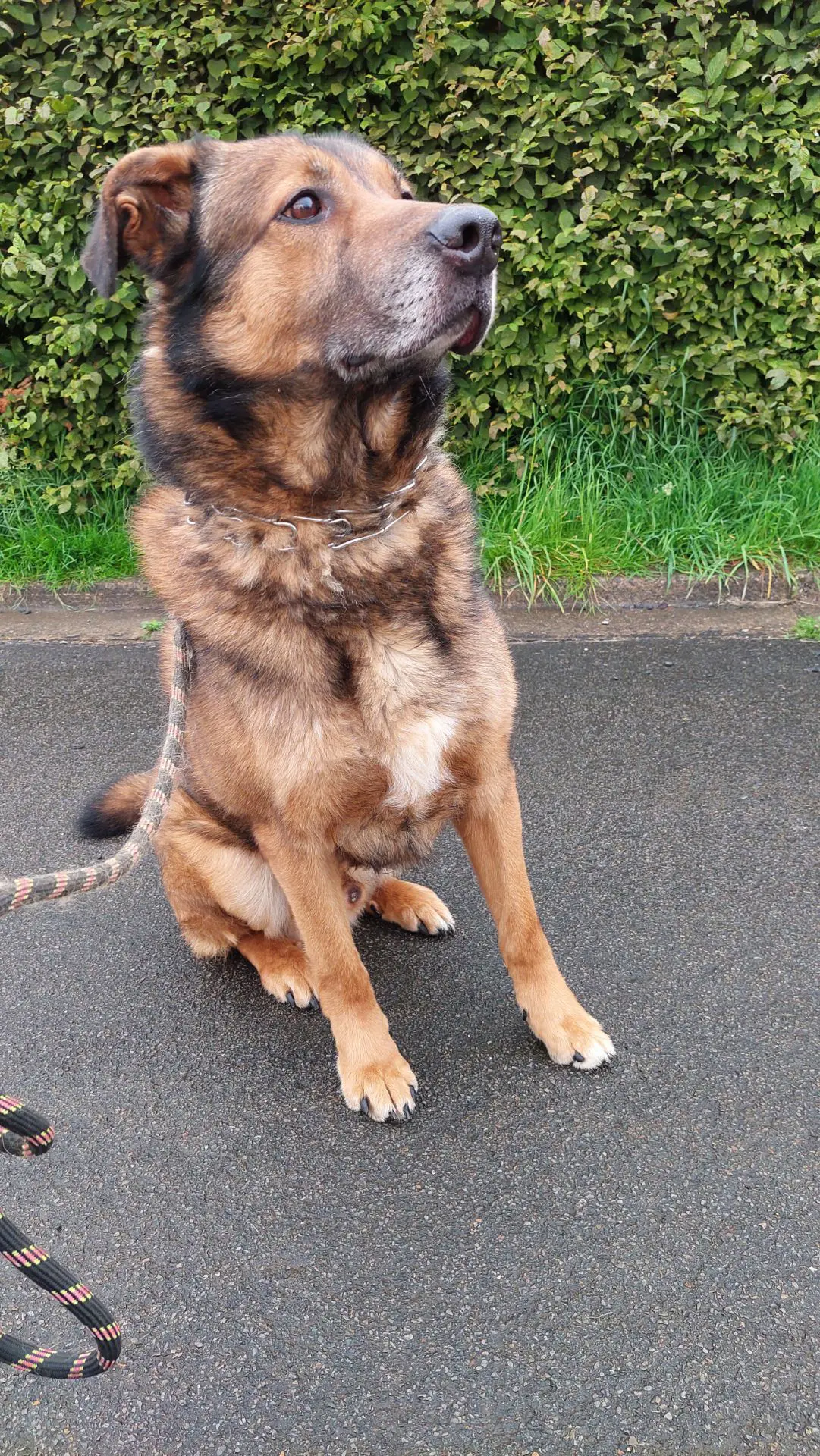 chien lost    Arlon Needles