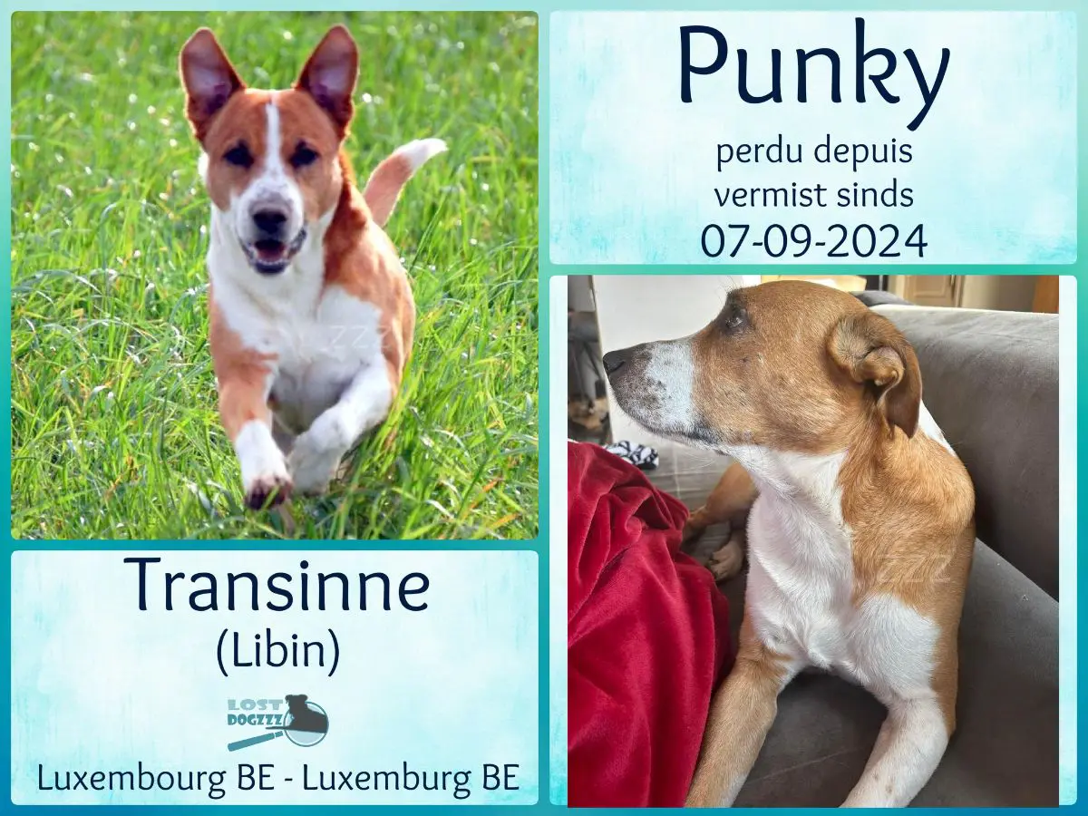 chien lost    Libin Punky dit boubou