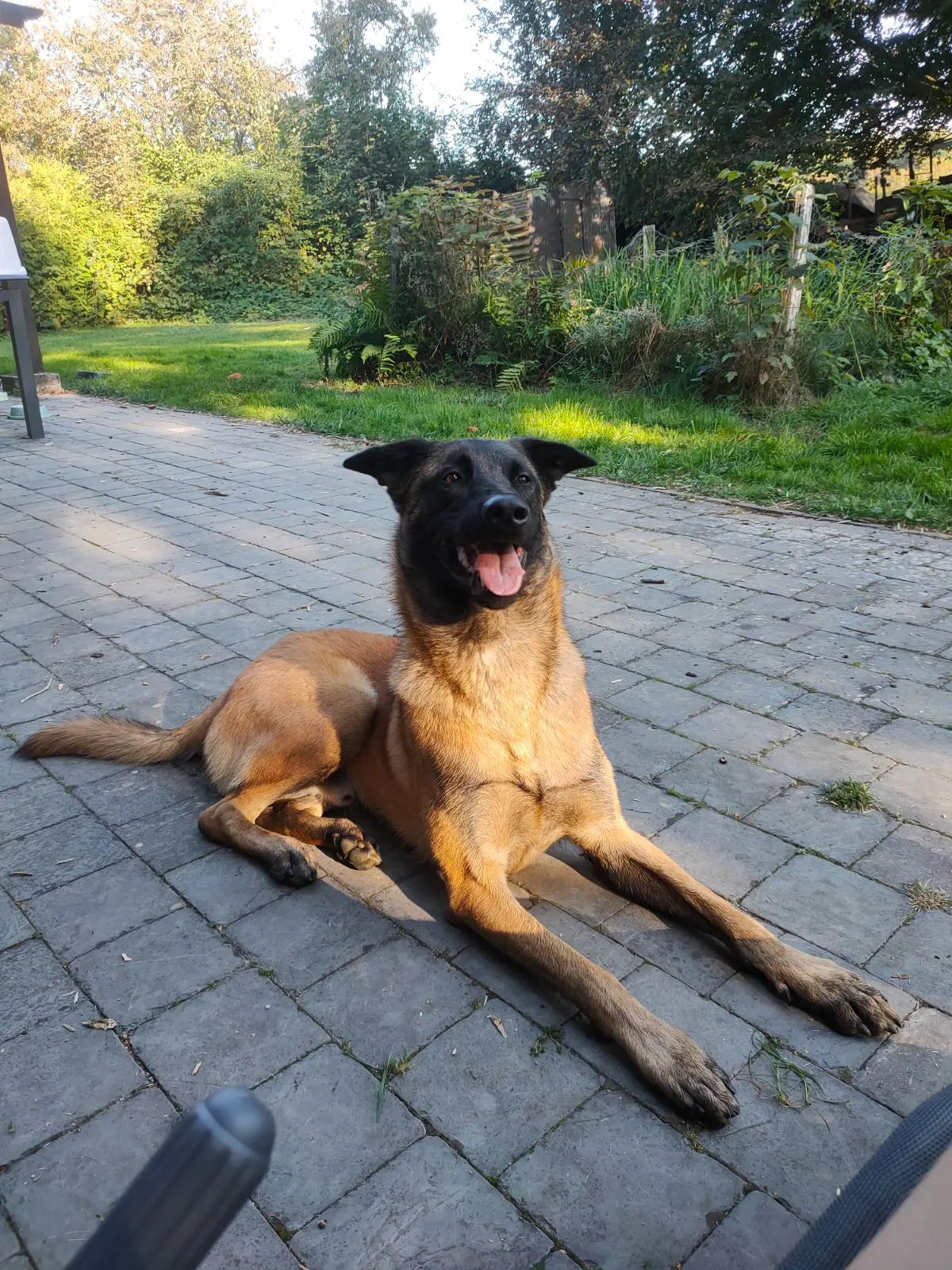 chien lost   5377  Willis