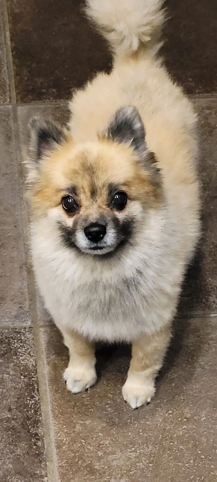 chien lost    Wierde Tycko