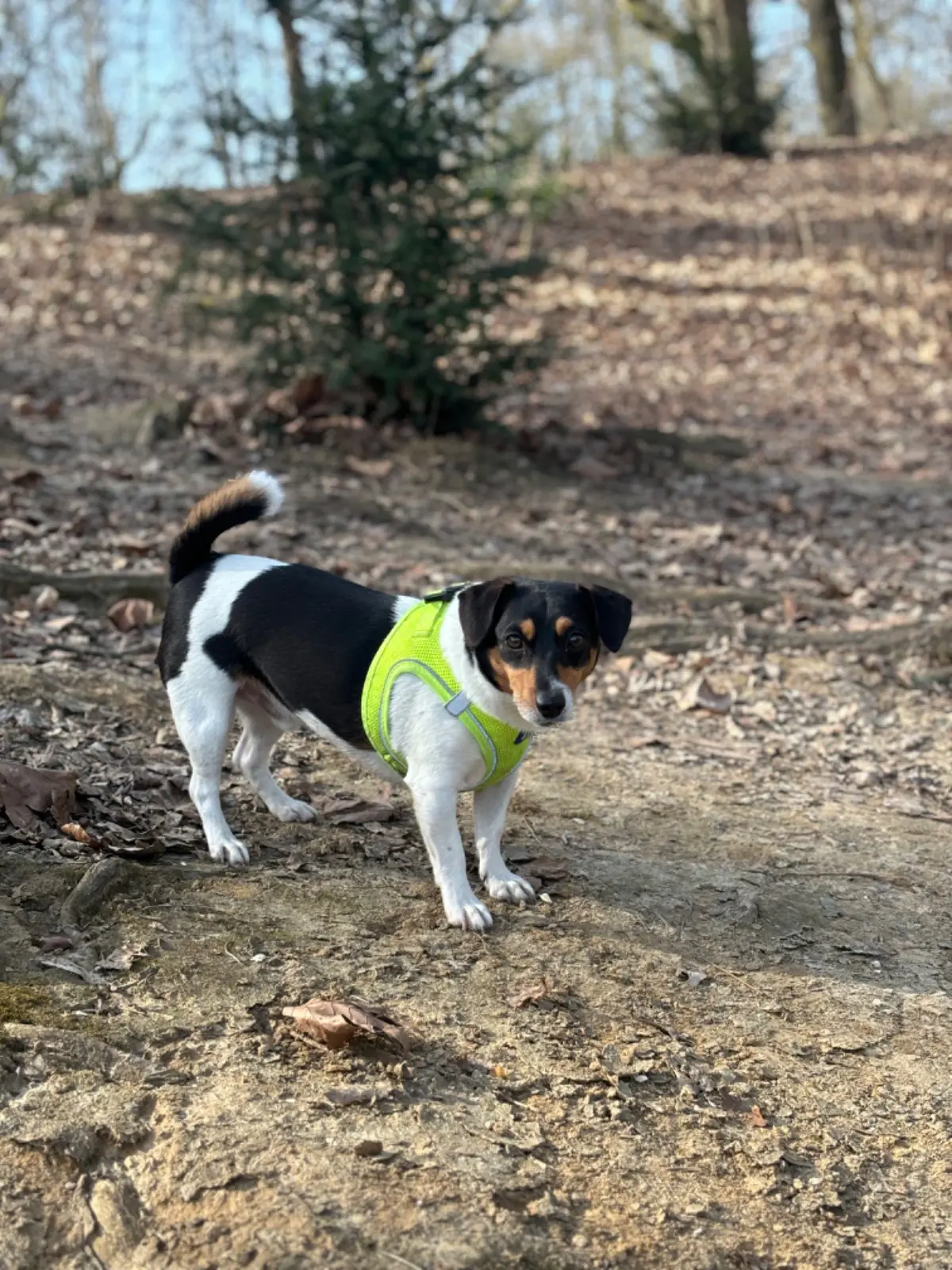 chien reunited   1040 Etterbeek Archie