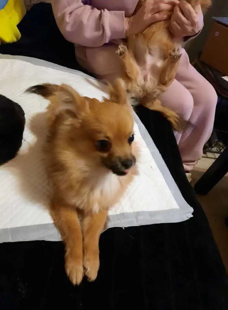 chien reunited   1070 Anderlecht Tic