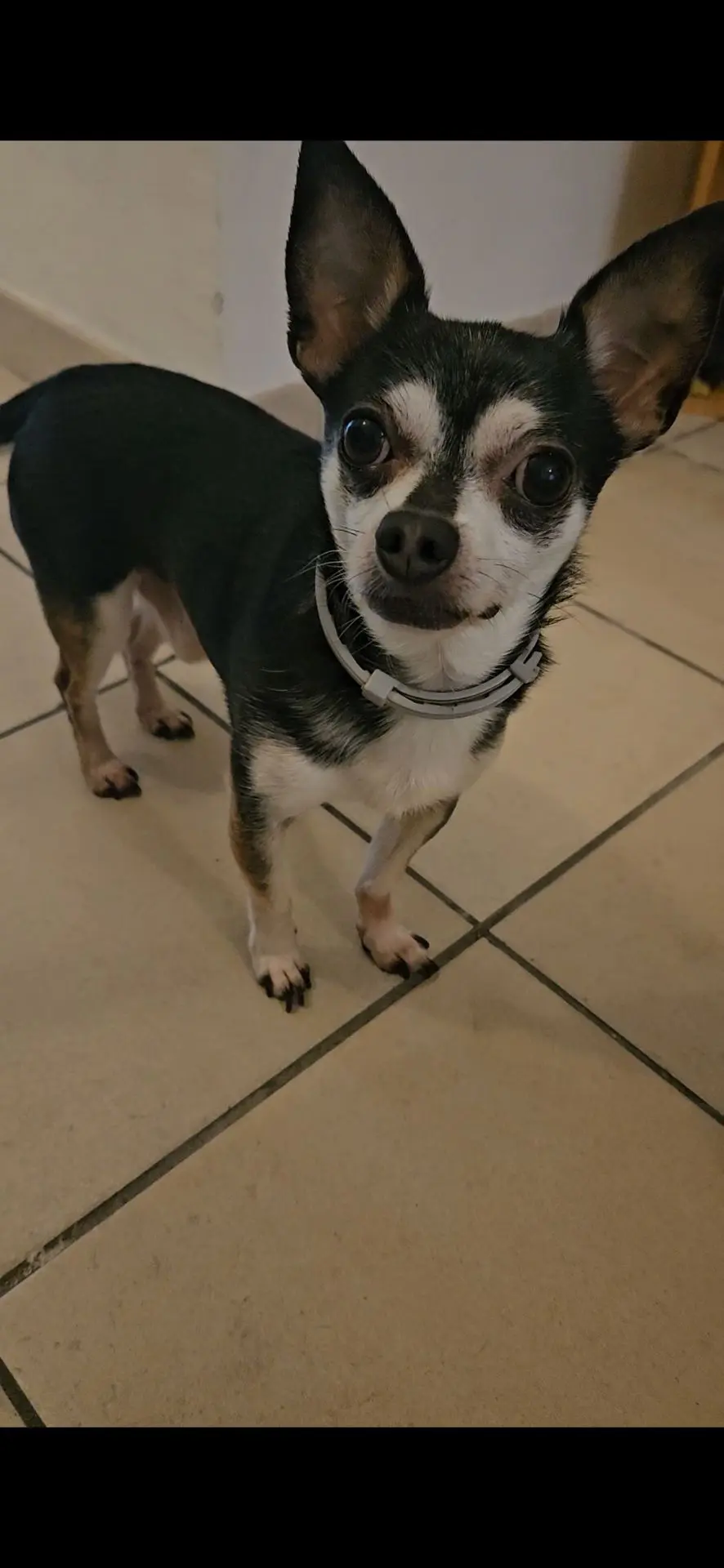 chien reunited   8587 Espierre-Helchin Bandit