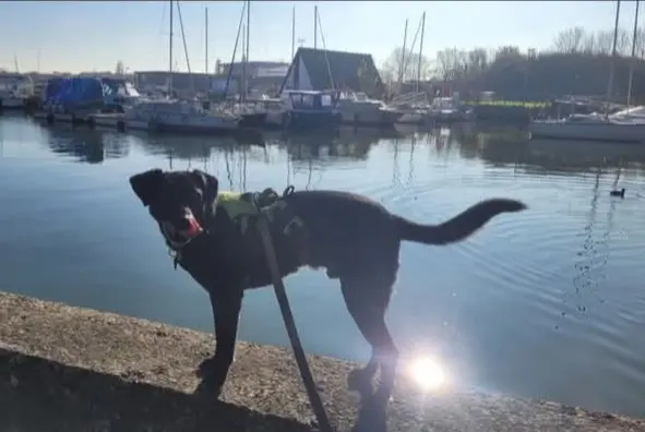 chien reunited    Cordes Salem
