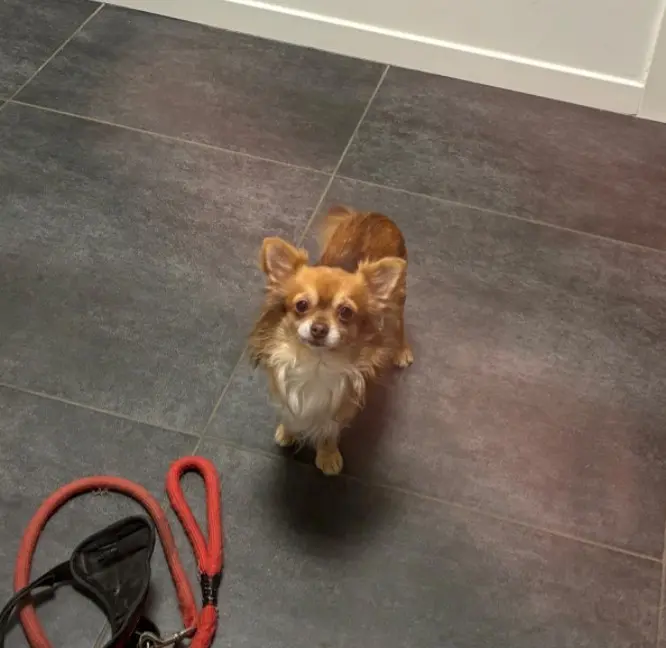 chien reunited  Route de Châtelet 6010 Couillet Albert