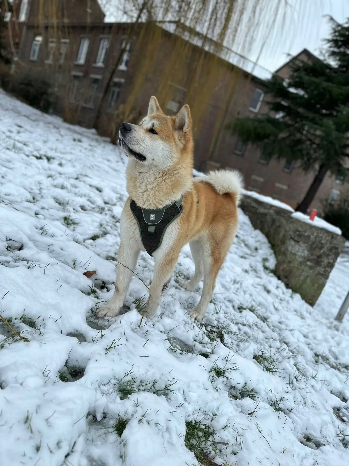 chien reunited   6240  Végéta
