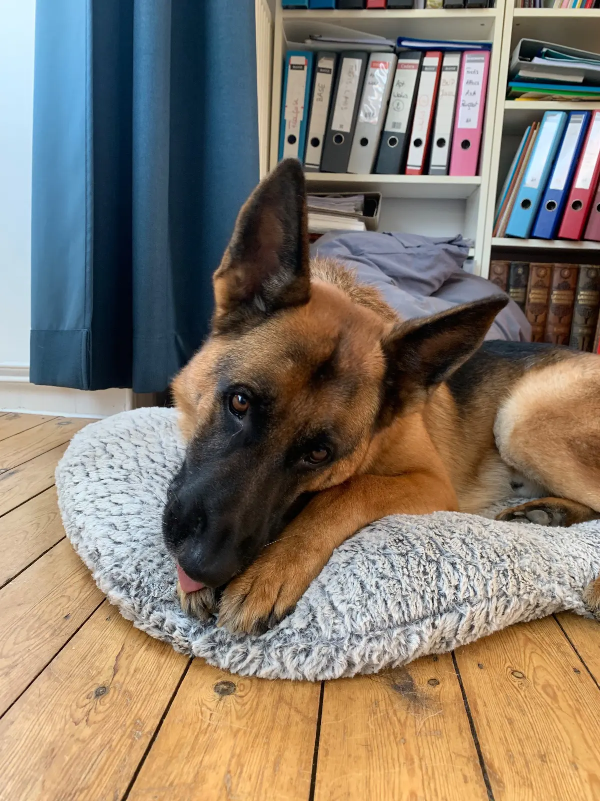 chien reunited   7332 Sirault Jack