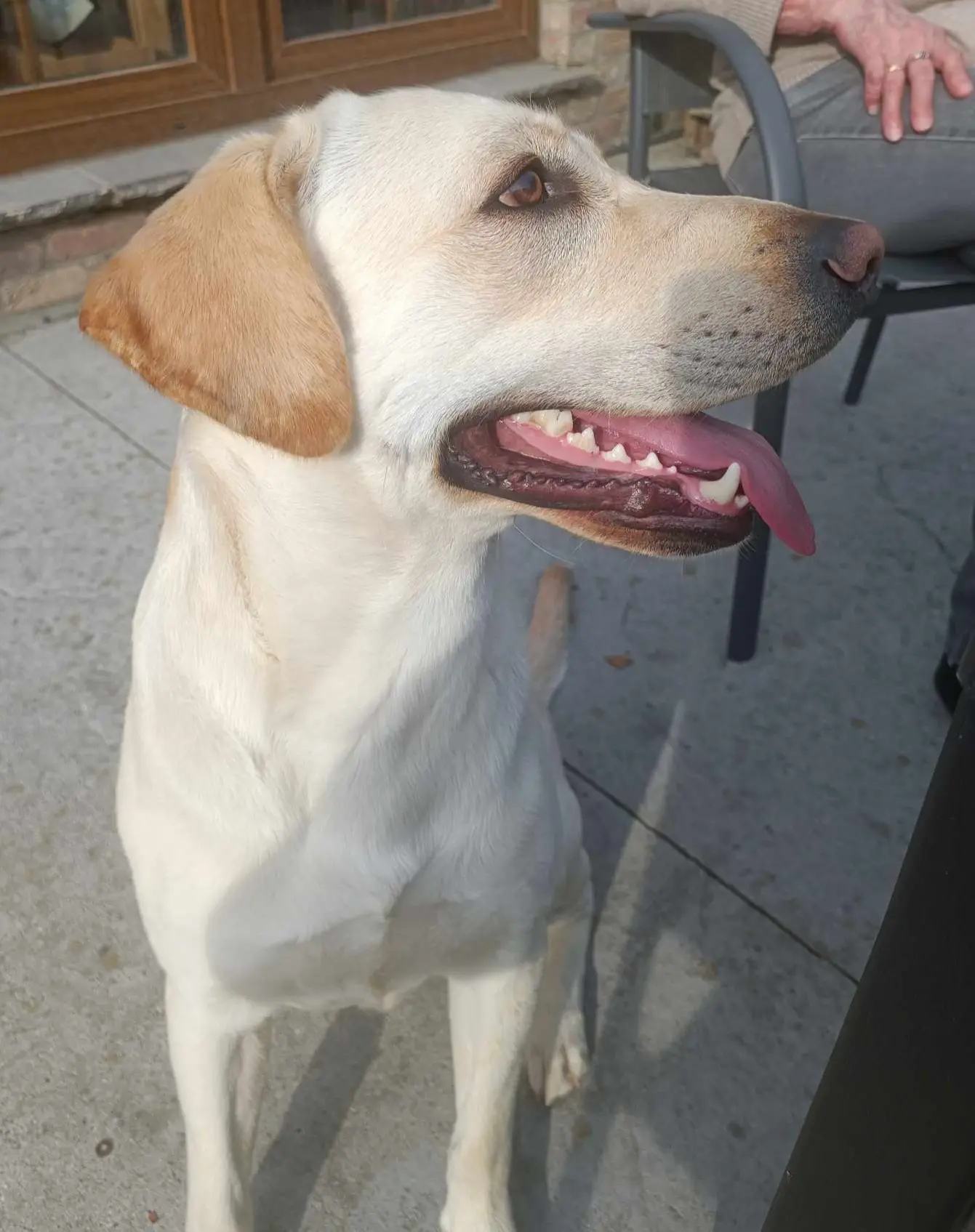 chien reunited   7604 Baugnies Loki