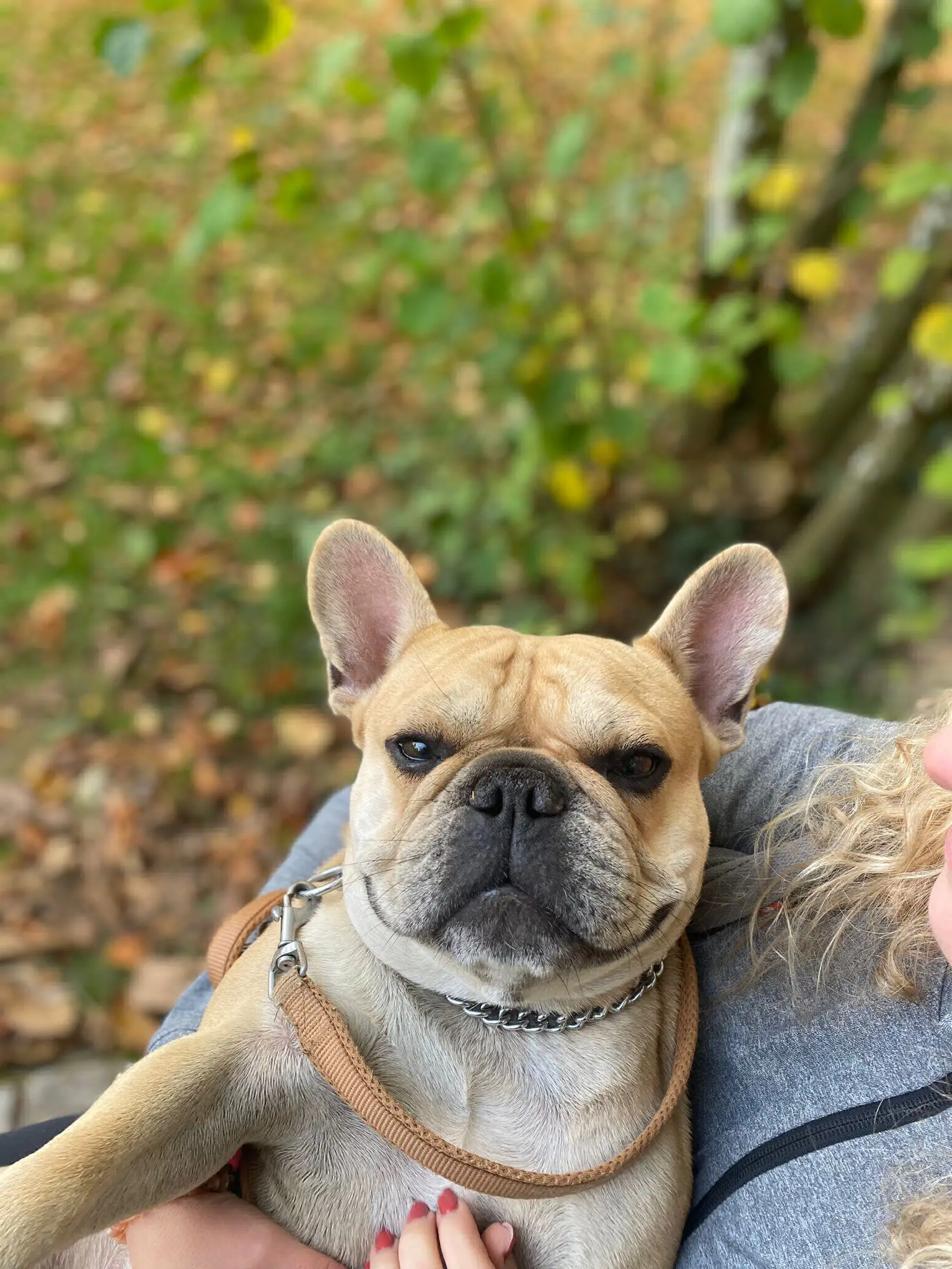 chien reunited   4910 Theux Bounty